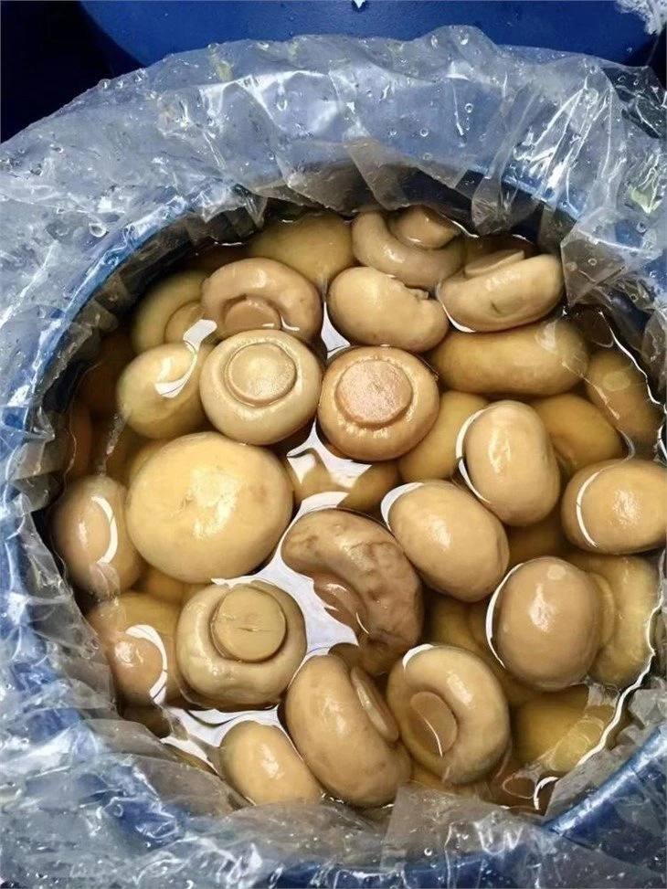 Best white mushroom preserved in salted water in drums