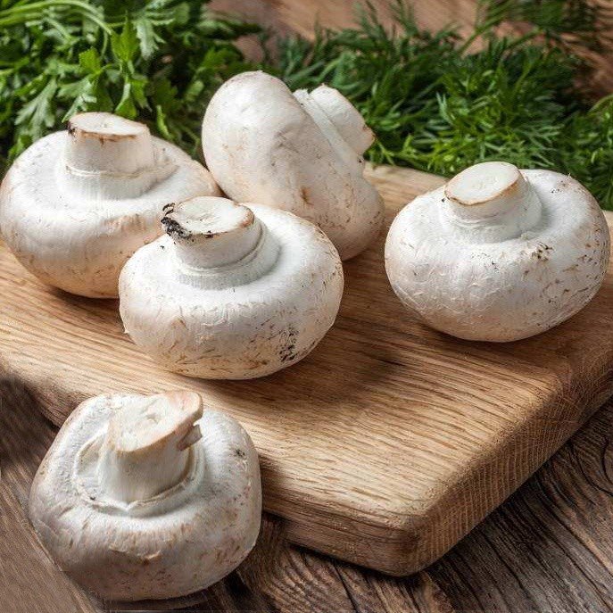 Preserved fresh white mushroom in drums