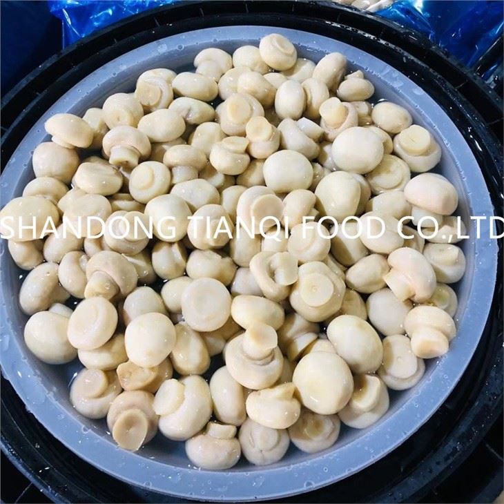 Fresh High Quality Mushroom in Brine in Plastic Drums